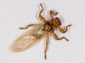 Lipoptena cervi
